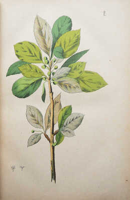 Горецкий В., Вильк. Русский народный лечебный травник и цветник.. В 2 ч Ч. 1-2. [М.], 1892-1893.